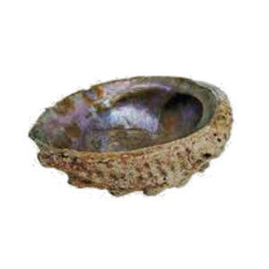 Minéraux & Lithothérapie - Abalone Corrugata naturelle