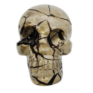Crânes - Crâne en Septaria Sauvage 15.5 cm