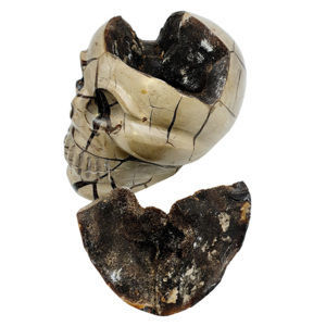 Crânes - Crâne en Septaria Sauvage 15.5 cm