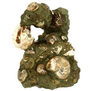 Pierres Brutes - Bloc Ammonites & Nautiles 26 cm 9.695 Kg