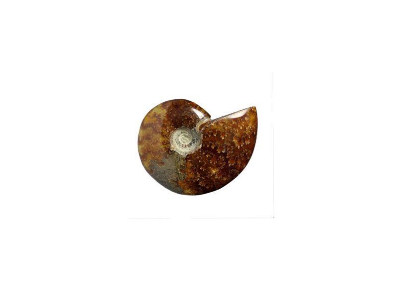 Pierres Polies - Ammonites Pleines 4 cm