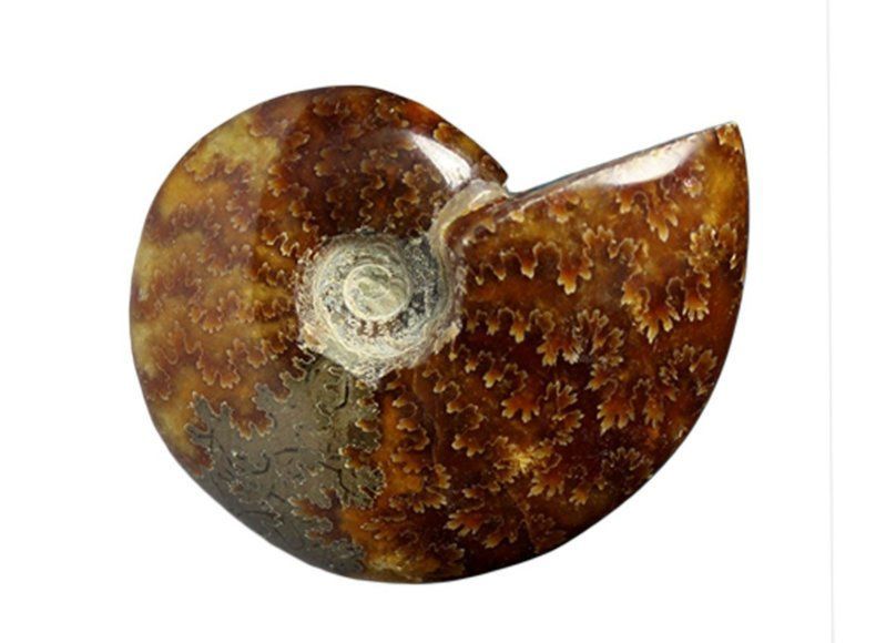 Pierres Polies - Ammonites Pleines 10-12 cm