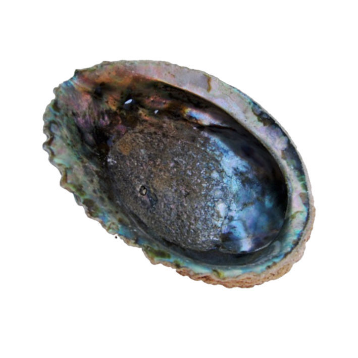 Minéraux & Lithothérapie - Abalone Corrugata naturelle