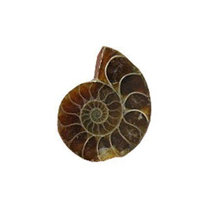 Pierres Polies - Ammonites Sciées 1 à 3 cm
